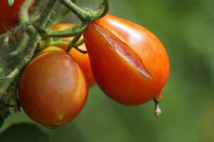 口臭の原因が胃かも？見分けるポイントは？